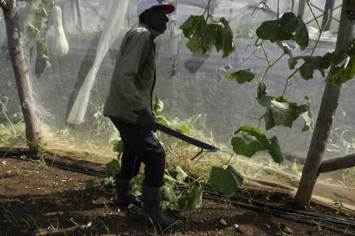 Un agricultor trabaja en la finca agroturística La Burgambilia, en Caimito, provincia de Artemisa, Cuba, el 25 de junio de 2026. — Pablo PORCIUNCULA / AFP