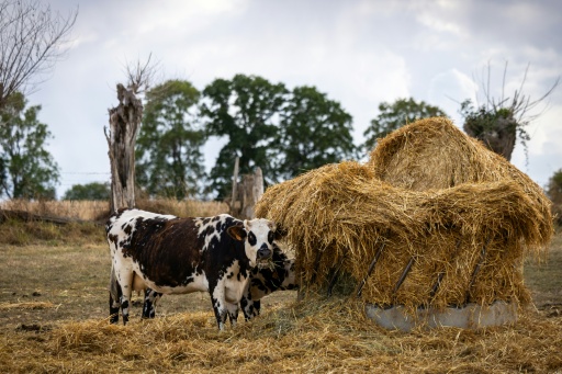 Canicules et sécheresse : un été de pertes agricoles, une rentrée pleine d'inconnues
