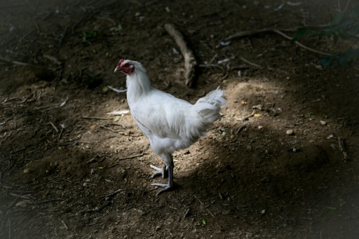 Plus de trois millions de volailles de chair et 700.000 poules pondeuses (moins de 2% du cheptel) sont mortes cet été — OLIVIER CHASSIGNOLE / AFP