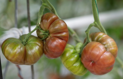 Tomates ou pommes en souffrance, prairies grillées, ponte au ralenti: l'agriculture paye un lourd tribut aux canicules et à la sécheresse — Fred TANNEAU / AFP