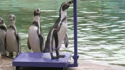 'A very busy day': London Zoo's animals hop on the scales for annual weigh-in