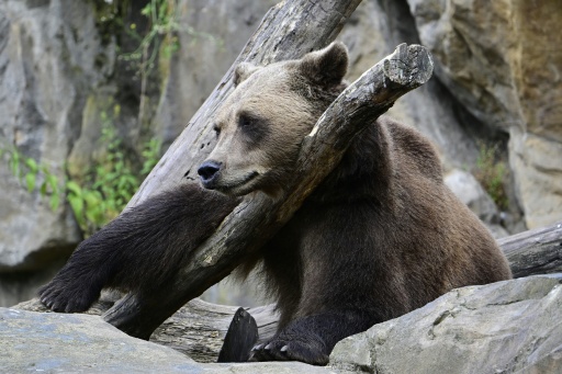 Urso