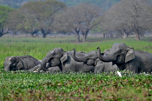 Indiens Oberstes Gericht ordnet neue Schutzmaßnahmen für wild lebende Elefanten an