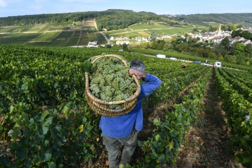 Frankreich: Crémant-Lese in Burgund beginnt wegen Hitzewellen so früh wie nie