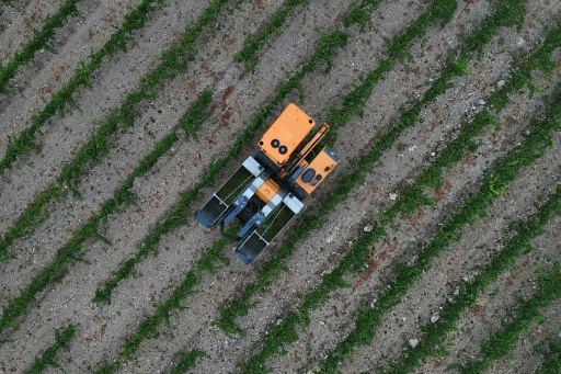 Los productores intentan adaptarse como pueden — Lionel BONAVENTURE / AFP
