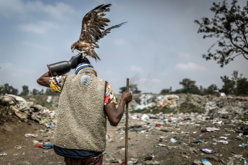 Birdman works at a garbage site with a Black Kite on his head