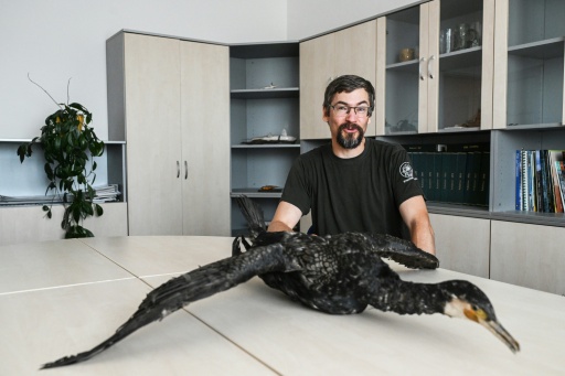 "Massacre à la tronçonneuse" : des pêcheurs européens réclament des mesures contre la gloutonnerie des cormorans