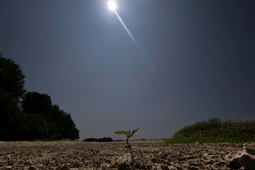 Une jeune pousse émergeant du sol desséché du lit de la Loire partiellement à sec à Chécy, près d'Orléans, le 22 juillet 2026 — Alain JOCARD / AFP