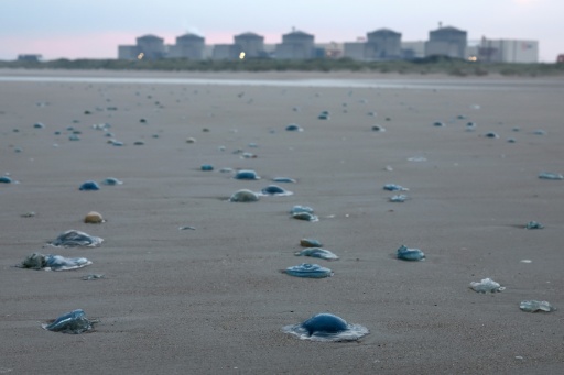 Quallenplage zwingt EDF in Frankreich zur Abschaltung von drei Akw-Blöcken