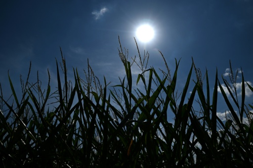 Des plants de maïs jaunissent dans un champ à Selm, dans l'ouest de l'Allemagne, le 10 août 2026, lors d'une vague de chaleur — Ina FASSBENDER / AFP