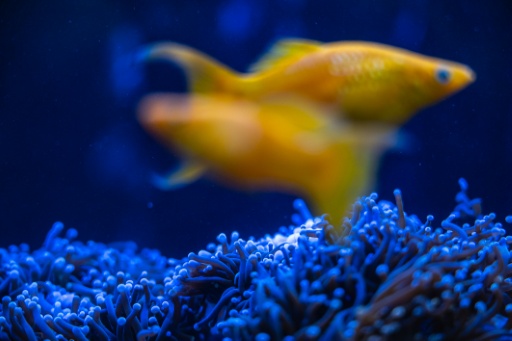 Imagen del 11 de julio de 2026 de un pez y un coral en un tanque de cultivo de corales en la localidad japonesa de Yomitan — Philip FONG / AFP