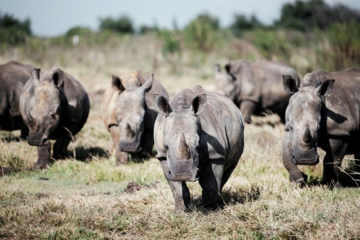 South Africa loses bid to block rhino horn exports