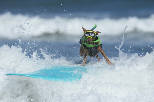 - Surf canin -