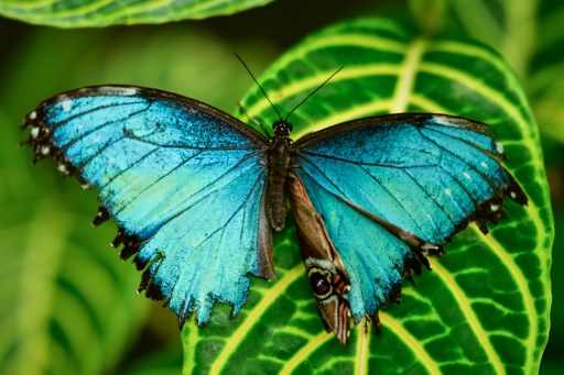 Altas temperaturas colocam em risco a colorida borboleta tropical, diz estudo