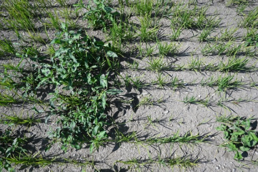 Europe's baked rice bowl seeks escape from drought
