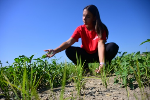 Sharon Angoli with rice plants that struggle against weeds during a drought in northern Italy