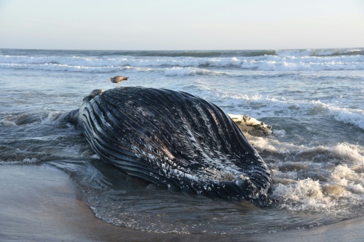 La carcasse d'une baleine à bosse morte à cause d'un empoisonnement à l'acide domoïque, retrouvée par les scientiques de l'Université de Californie à Santa Cruz, sur une plage de la baie de Monterey, en Californie, le 5 juin 2026 — Handout / AFP