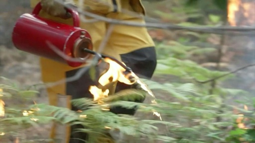 Incendie en Gironde: aux lisières du mégafeu, des brûlages pour contrer les flammes — Camille CASSOU / AFP