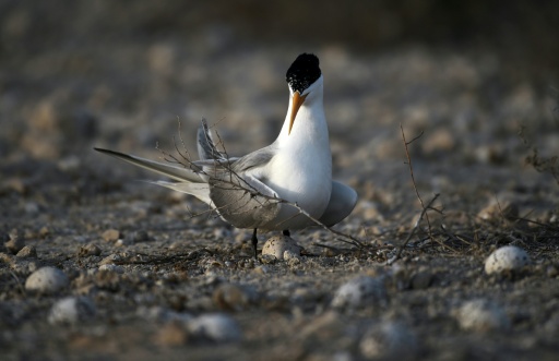 H5 bird flu detected in Australian seabird for first time