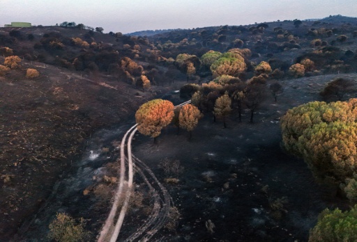 Una zona forestal calcinada en Villa del Prado, al suroeste de Madrid, el 30 de julio de 2026 — OSCAR DEL POZO / AFP