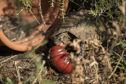 Volunteers rush to feed scared animals in fire-stricken France