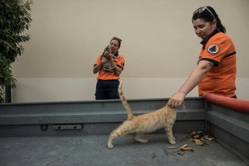 Every morning, the team drives up and down town with pet biscuits, grain and water to feed dozens of cats, dogs, rabbits and chickens who stayed behind — Ed JONES / AFP