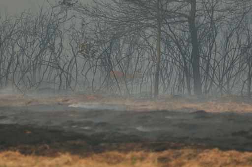 Faster-moving wildlife like deer can in theory flee the immediate threat of flames — Alain JOCARD / AFP