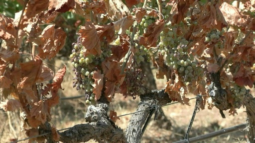 Vinho defumado? Viticultores franceses preocupados após incêndios florestais