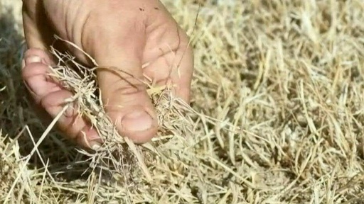 Face à des pâturages desséchés, un éleveur utilise son stock d'hiver