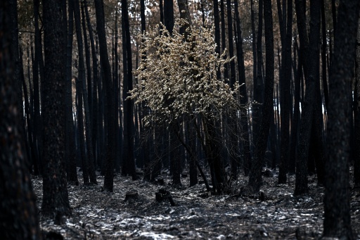Economic losses from natural disasters fall to $100 bn in first half of 2026: Swiss Re