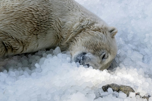 Colchón de hielo