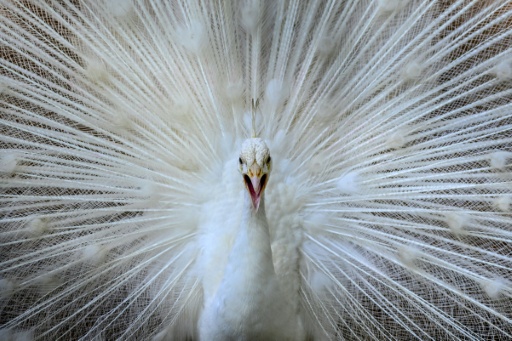 Plumas por velas