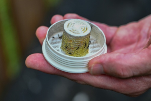 Pour combattre les moustiques, une entreprise américaine en relâche 600.000 dans les jardins