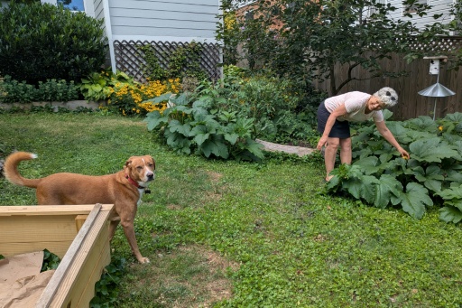 Sandra Marquardt, 67 ans, dans son jardin à Silver Spring, Maryland, le 5 août 2026 — Issam AHMED / AFP