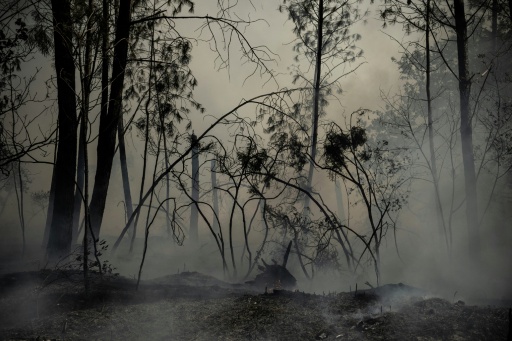 Dans une forêt au Porge, en Gironde, le 24 juillet 2026 — JULIEN DE ROSA / AFP