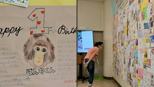 Sensação na internet, macaco Punch comemora seu primeiro aniversário