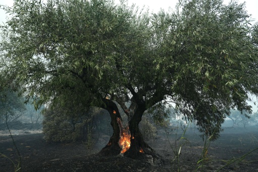 Incendies en Europe : les derniers développements