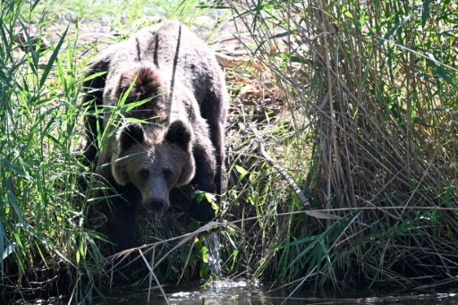- Jeune ours -