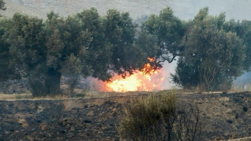 Crète: un incendie de forêt fait rage sur l'île grecque