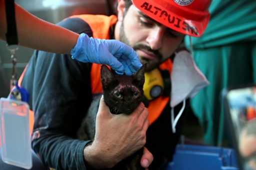 Gato rescatado entre los escombros es "un rayo de esperanza" tras los sismos en Venezuela