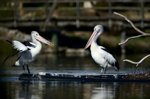 Australia vacunará a las aves contra la gripe aviar H5
