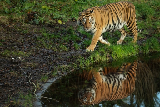 Nach Tigerausbruch in Sachsen: Sechs Tiere nun in Spanien