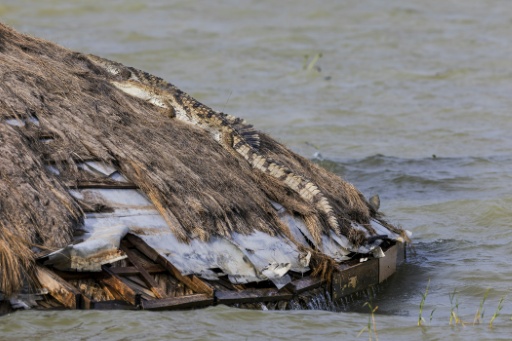 Kenya: les eaux des lacs montent, les populations à la merci des crocodiles