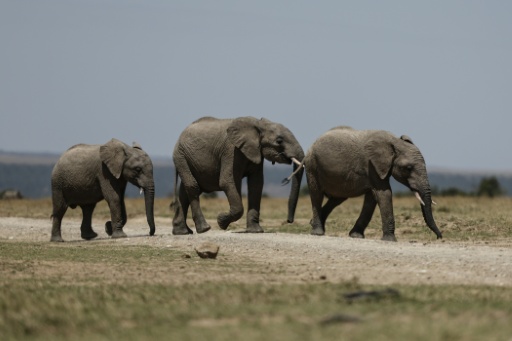 Kenya: le décès de 15 éléphants en un mois attribué à l'absorption de cyanure, selon l'enquête