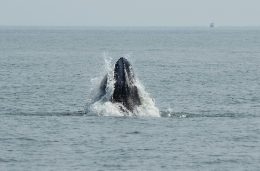 Whales spark joy in New York but face threats from boat traffic
