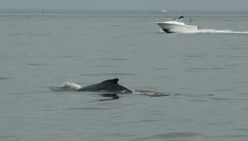 Whales are increasingly frequenting New York's heavily trafficked waterways, forcing new policy efforts to educate boaters on how to avoid collisions — TIMOTHY A. CLARY / AFP