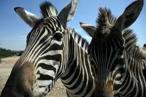 Dos cebras se aproximan a la ventanilla de un vehículo el 30 de julio de 2026 en el Safari Madrid, ubicado en la localidad española de Aldea del Fresno, al oeste de Madrid — Javier Soriano / AFP