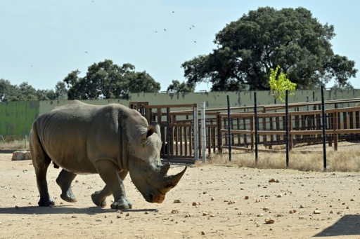 Un rinoceronte blanco, fotografiado el 30 de julio de 2026 en el Safari Madrid, ubicado en la localidad española de Aldea del Fresno, al oeste de Madrid — Javier Soriano / AFP
