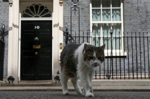 Larry le chat, le félin le plus célèbre du Royaume-Uni, devant le 10 Downing Street le 17 mai 2026 — CARLOS JASSO / AFP