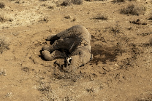 Maladie, poison? Dans le sud du Kenya, un mal mystérieux continue de tuer des éléphants